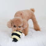 BEEPOPbright