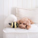 BEEPOPbright