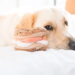 BAGELtrans