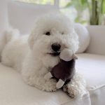 Dolly_grey_2fada08b-2242-4a85-a12b-c4e49602b219