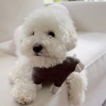 Dolly_grey_2fada08b-2242-4a85-a12b-c4e49602b219