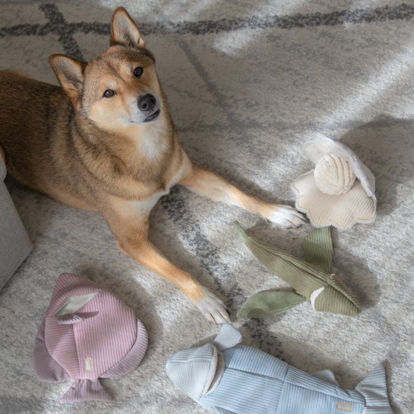 katsu.shibeSeaWorld33