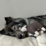 Dolly_grey_2fada08b-2242-4a85-a12b-c4e49602b219