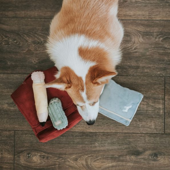 umeshu.corgiBACKTOSCHOOLDOGGIESET12