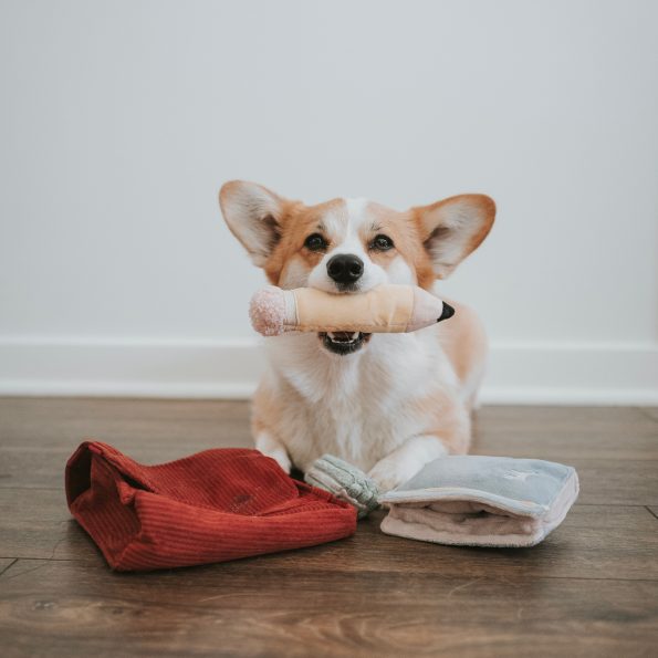 umeshu.corgiBACKTOSCHOOLDOGGIESET15
