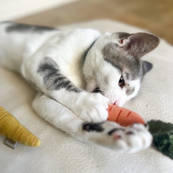 yukudiariesKITTYCARROTS1